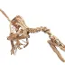 Velociraptor (Various)