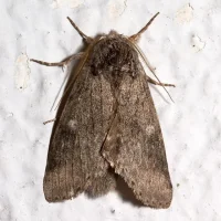 Variable Oakleaf Caterpillar Moth