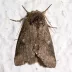 Variable Oakleaf Caterpillar Moth