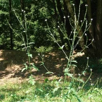 Verbena