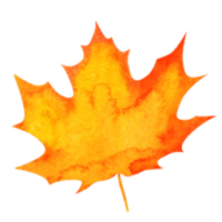 Silloway Maple - Grade A Very Dark Color