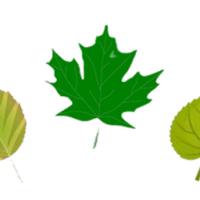 Green Leaf Landscaping